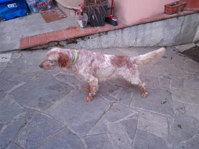 Setter inglese