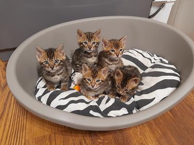 Cuccioli bengala spotted brown ben 24