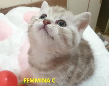 Foto - 10