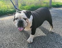 Foto 6 Bulldog Inglese maschio