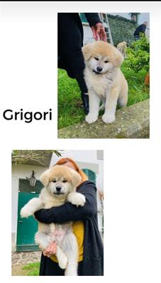 Cuccioli di Akita