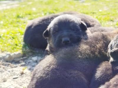 Cuccioli pastore tedesco grigio