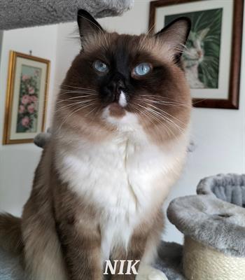 Maschio Ragdoll disponibile per