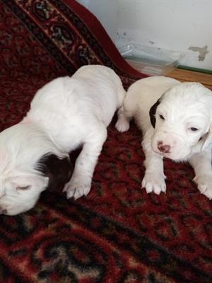 CUCCIOLI SETTER INGLESE
