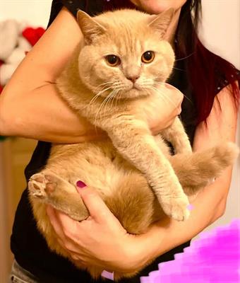 Accoppiamento British Shorthair Crema