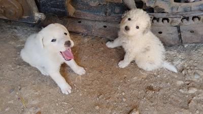 Cuccioli Maremmano