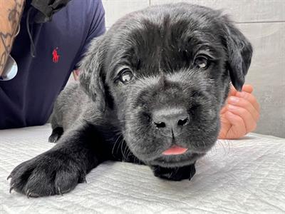 Cuccioli di Razza Labrador, colore nero - Foto 4