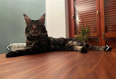 Maschio Maine Coon Cerca Principessa