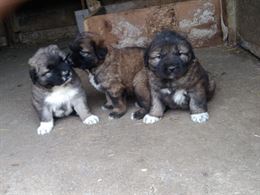 Cuccioli pastore del caucaso