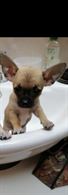 Chihuahua a pelo corto