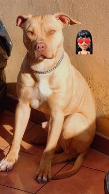 Red nose amstaff