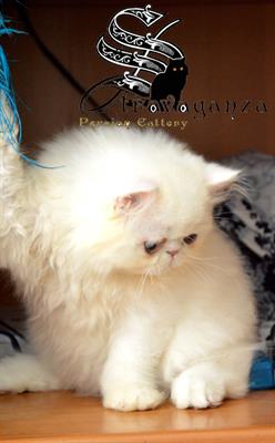 Cuccioli bianchi