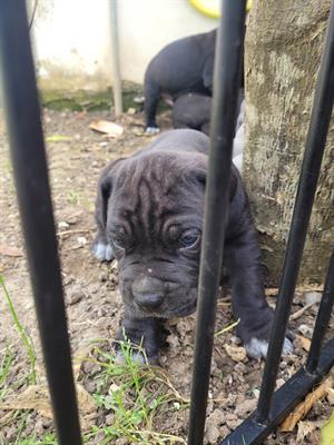 Cucciole di corso - Foto 2