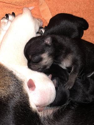 Chihuahua - Foto 5