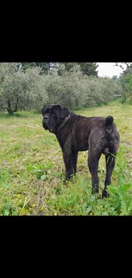 Cuccioli di cane corso
