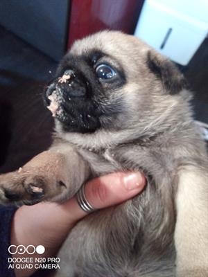 Carlini con pedigree, prezzo leggermente trattabile - Foto 2