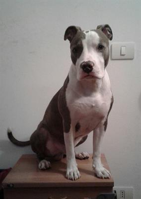 American Pit Bull Terrier per monta