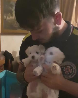 Maltese genitori visibili, in ottime condizioni - Foto 3