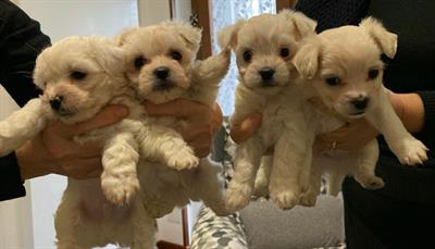 Cuccioli di maltese