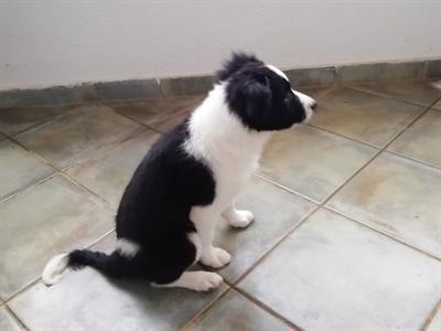 Cuccioli di Border collies