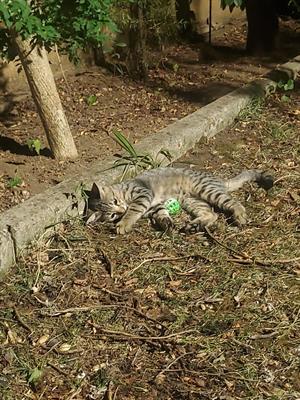 Gattino tigrato in adozione Razza Europeo - Foto 2