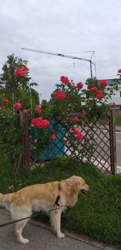 Maschio golden retriver 4 anni