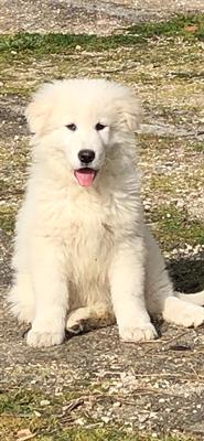 Pastore maremmano abruzzese