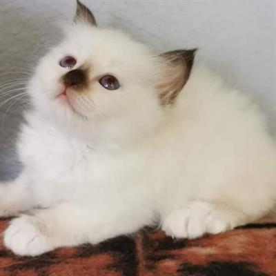 Cuccioli Sacro di Birmania con pedigree - Foto 5
