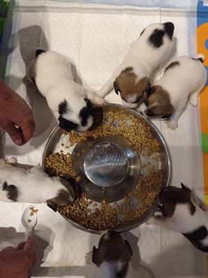 Cuccioli di jack russel con pedegree