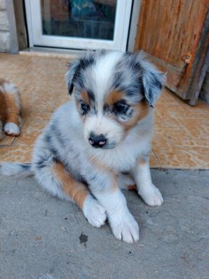 Cuccioli di Australian sheperd con pedigree