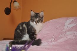 Foto 2 Dolcissimi cuccioli di maine coon