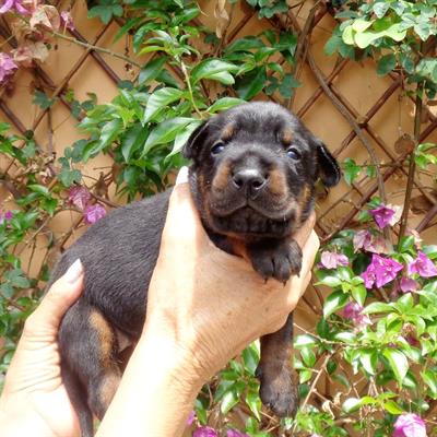 Dobermann cuccioli
