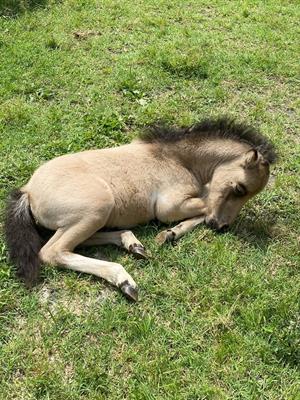 Pony falabella e miniature horses - Foto 3