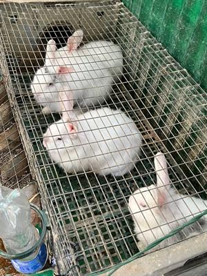 animali da cortile