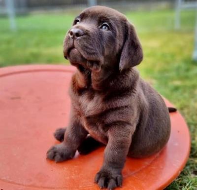 DISPONIBILI CUCCIOLI DI LABRADOR RETRIEVER CHOCOLATE 1
