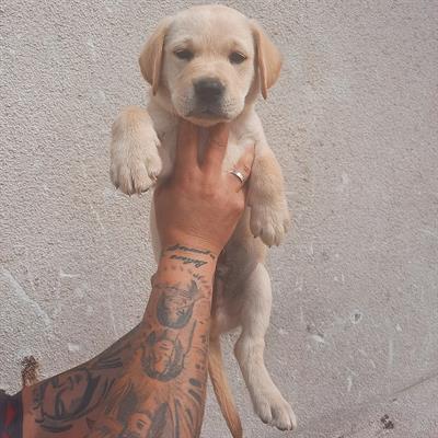 Cuccioli di labrador