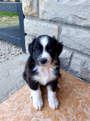 Cuccioli di Australian sheperd con pedigree - Foto 4