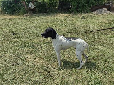 Pointer inglese - Foto 3