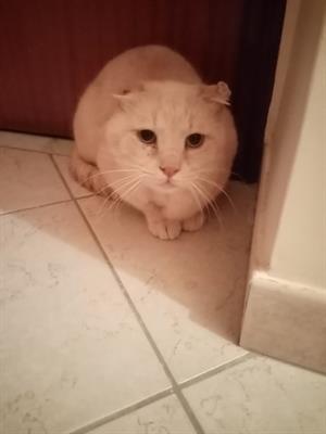 Solo per amanti dei gatti