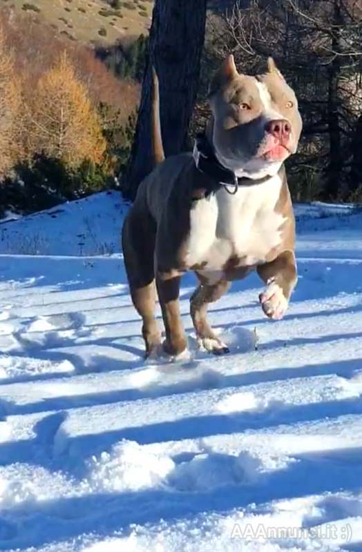 Foto 2 Allevamento American Razza Pitbull Terrier