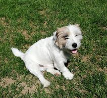 Jack Russell Terriel
