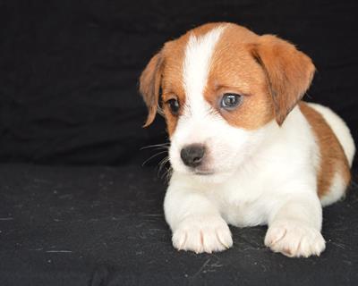 Jack Russell Terrier - Cuccioli Altamente Selezionati, modello B - Foto 6