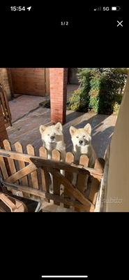 Cuccioli di Akita Inu Giapponese, colore bianco, genitori visibili - Anteprima 1