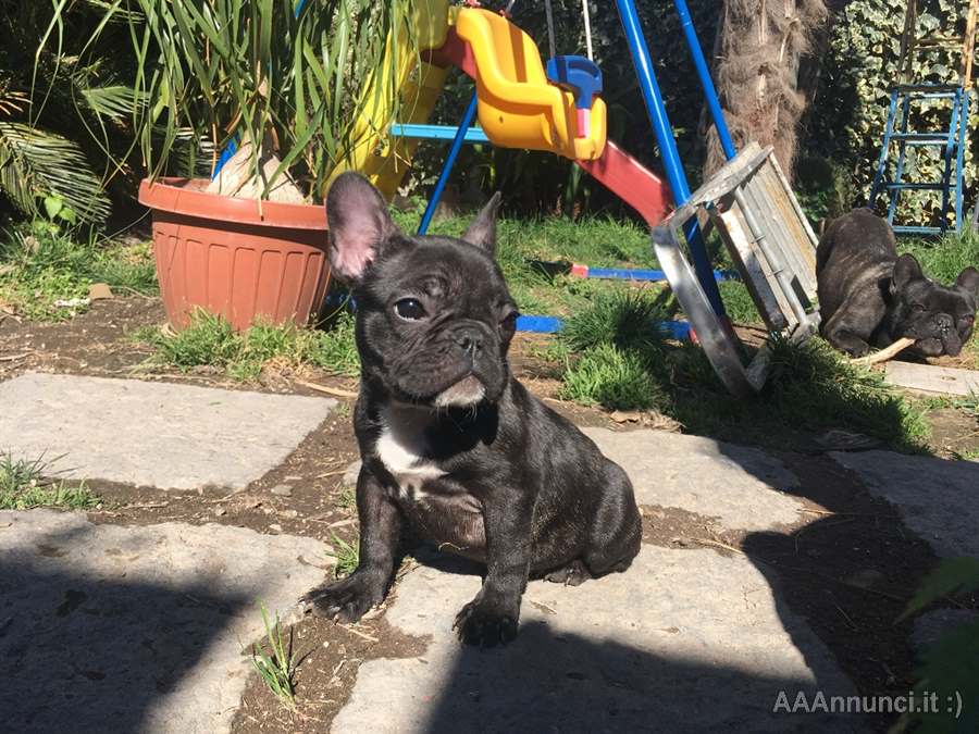 Foto 3 Splendida Razza bulldog francese nata in casa