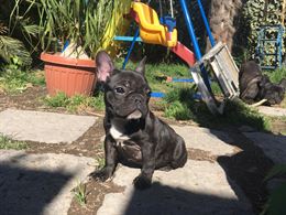 Foto 3 Splendida Razza bulldog francese nata in casa