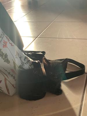 Gatto nero in vendita - Foto 4