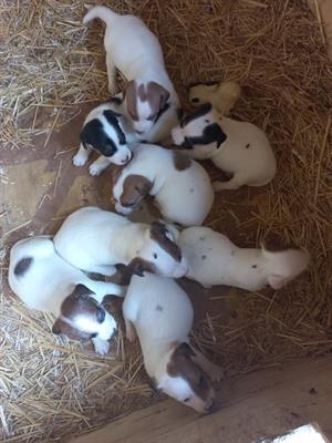Cuccioli di jack russel