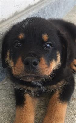 Rottweiler