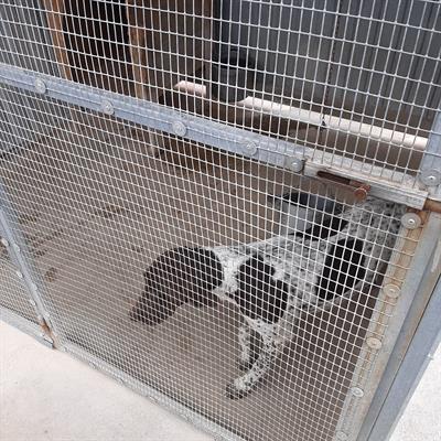 Incrocio tra bracco tedesco e springer spaniel