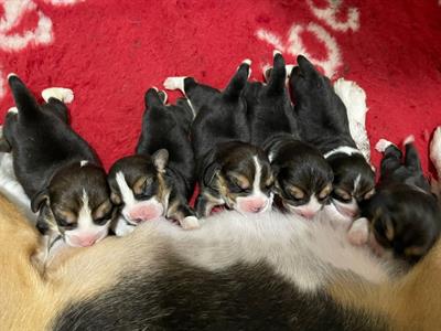 Beagle cuccioli